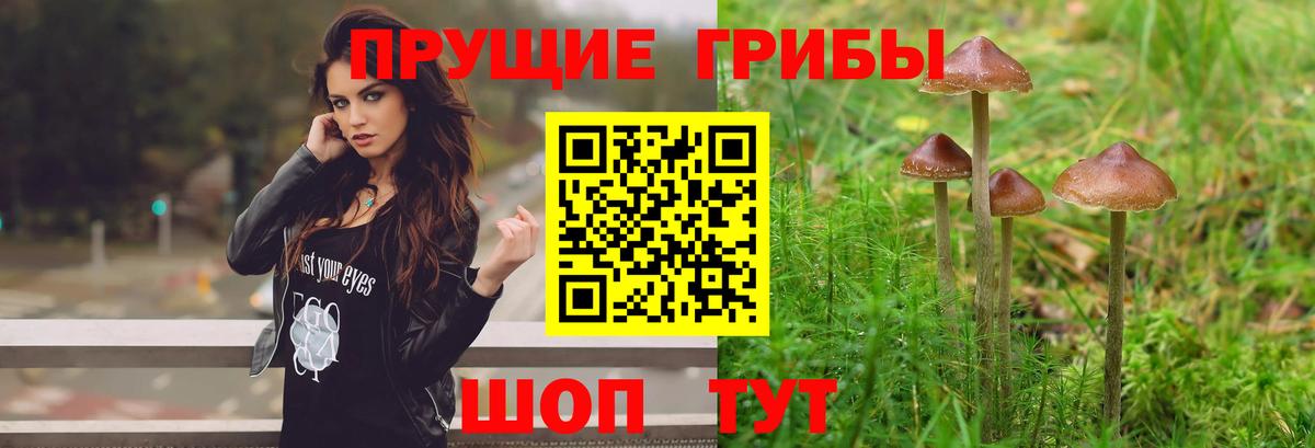 Галлюциногенные грибы Cubensis Чусовой